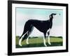 Saluki Cross, 1991-Maggie Rowe-Framed Giclee Print