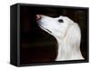 Saluki Looking Up-Henry Horenstein-Framed Stretched Canvas