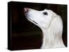 Saluki Looking Up-Henry Horenstein-Stretched Canvas