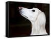 Saluki Looking Up-Henry Horenstein-Framed Stretched Canvas