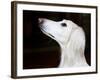 Saluki Looking Up-Henry Horenstein-Framed Photographic Print