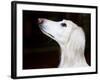 Saluki Looking Up-Henry Horenstein-Framed Photographic Print