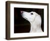 Saluki Looking Up-Henry Horenstein-Framed Photographic Print