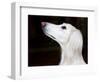 Saluki Looking Up-Henry Horenstein-Framed Photographic Print