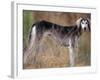 Saluki Portrait-Adriano Bacchella-Framed Photographic Print