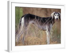 Saluki Portrait-Adriano Bacchella-Framed Photographic Print