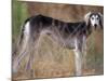 Saluki Portrait-Adriano Bacchella-Mounted Photographic Print