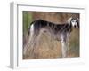 Saluki Portrait-Adriano Bacchella-Framed Photographic Print