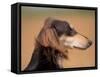 Saluki Profile-Adriano Bacchella-Framed Stretched Canvas