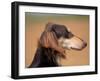 Saluki Profile-Adriano Bacchella-Framed Photographic Print