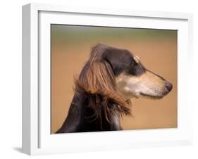 Saluki Profile-Adriano Bacchella-Framed Photographic Print