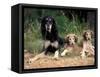 Saluki with Two Puppies-Adriano Bacchella-Framed Stretched Canvas