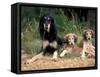 Saluki with Two Puppies-Adriano Bacchella-Framed Stretched Canvas