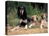 Saluki with Two Puppies-Adriano Bacchella-Stretched Canvas