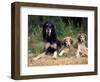 Saluki with Two Puppies-Adriano Bacchella-Framed Premium Photographic Print