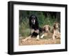 Saluki with Two Puppies-Adriano Bacchella-Framed Premium Photographic Print