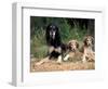 Saluki with Two Puppies-Adriano Bacchella-Framed Premium Photographic Print