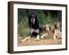 Saluki with Two Puppies-Adriano Bacchella-Framed Photographic Print