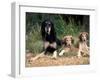 Saluki with Two Puppies-Adriano Bacchella-Framed Photographic Print