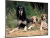 Saluki with Two Puppies-Adriano Bacchella-Mounted Photographic Print