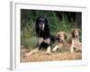 Saluki with Two Puppies-Adriano Bacchella-Framed Photographic Print