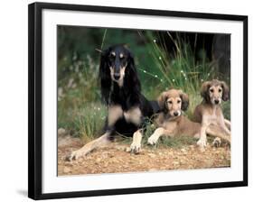 Saluki with Two Puppies-Adriano Bacchella-Framed Photographic Print