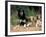 Saluki with Two Puppies-Adriano Bacchella-Framed Photographic Print