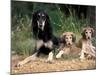 Saluki with Two Puppies-Adriano Bacchella-Mounted Photographic Print