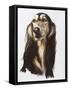 Saluki-Barbara Keith-Framed Stretched Canvas