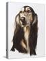 Saluki-Barbara Keith-Stretched Canvas