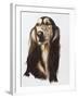 Saluki-Barbara Keith-Framed Giclee Print