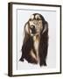 Saluki-Barbara Keith-Framed Giclee Print