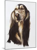 Saluki-Barbara Keith-Mounted Giclee Print