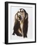 Saluki-Barbara Keith-Framed Giclee Print