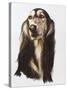 Saluki-Barbara Keith-Stretched Canvas