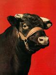 "Black Bull,"February 1, 1944-Salvadore Pinto-Giclee Print