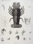 Description de l'Egypte : Zoologie, crustacé : homard-Salvadore Tresca-Framed Giclee Print