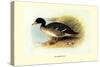 Salvadori's Duck-Henrick Gronvold-Stretched Canvas