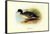 Salvadori's Duck-Henrick Gronvold-Framed Stretched Canvas