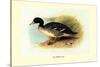 Salvadori's Duck-Henrick Gronvold-Stretched Canvas