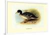 Salvadori's Duck-Henrick Gronvold-Framed Art Print