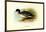 Salvadori's Duck-Henrick Gronvold-Framed Art Print