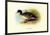 Salvadori's Duck-Henrick Gronvold-Framed Art Print