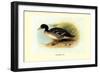 Salvadori's Duck-Henrick Gronvold-Framed Art Print