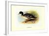 Salvadori's Duck-Henrick Gronvold-Framed Art Print