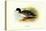 Salvadori's Duck-Henrick Gronvold-Stretched Canvas