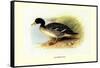 Salvadori's Duck-Henrick Gronvold-Framed Stretched Canvas