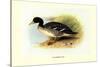Salvadori's Duck-Henrick Gronvold-Stretched Canvas