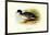 Salvadori's Duck-Henrick Gronvold-Framed Art Print