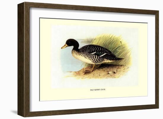 Salvadori's Duck-Henrick Gronvold-Framed Art Print